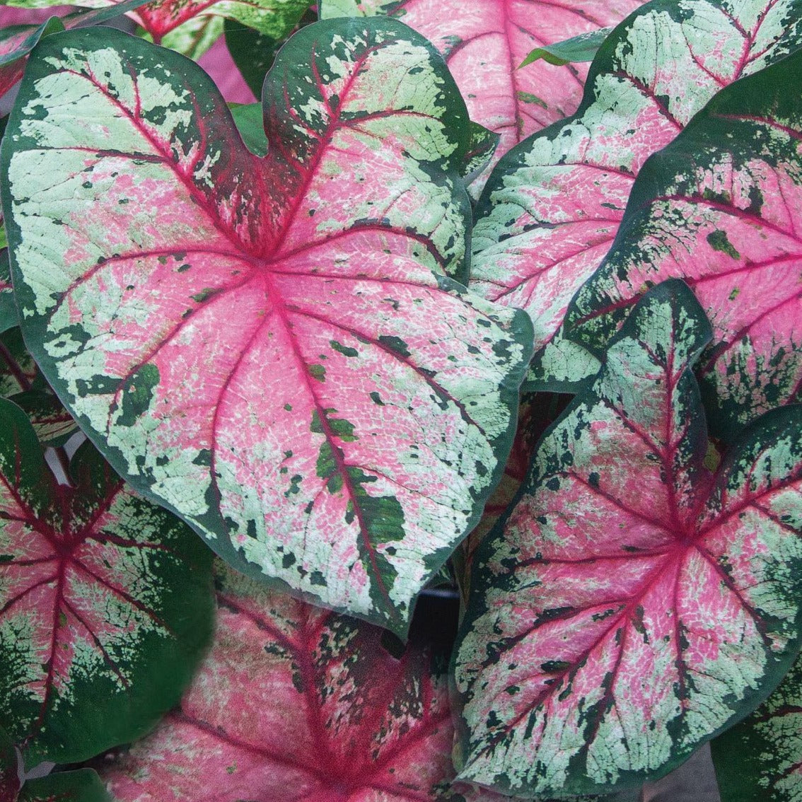 Cherry Blossom Caladiums – Caladium Bulb Company