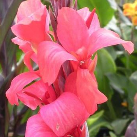 Canna Aphrodite – Caladium Bulb Company